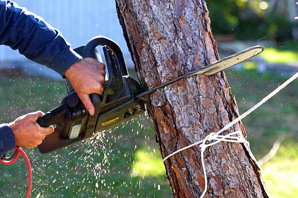 Best Tree Removal  in Crescent Springs, KY