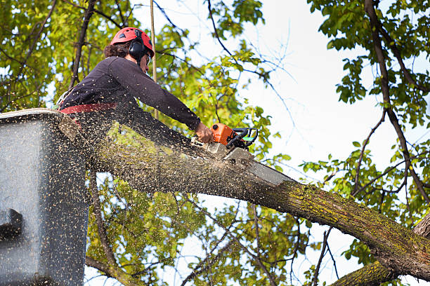 Trusted Crescent Springs, KY Tree Services Experts