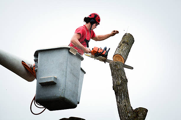 Best Commercial Tree Services  in Crescent Springs, KY