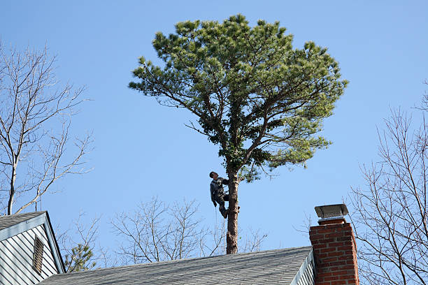 Best Tree Risk Assessment  in Crescent Springs, KY